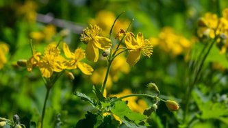 Kırlangıç Otu Nedir? Kırlangıç Otu Faydaları Nelerdir?